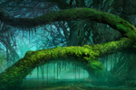 A forest setting in the wilderness